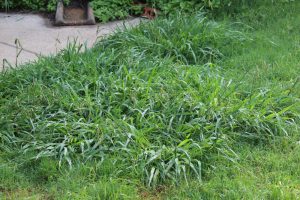 grass over septic system 